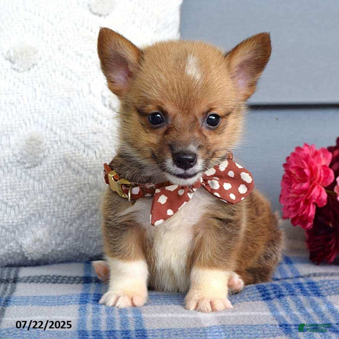 Welsh Corgi Pembroke dogs for sale: Zander - Image 1