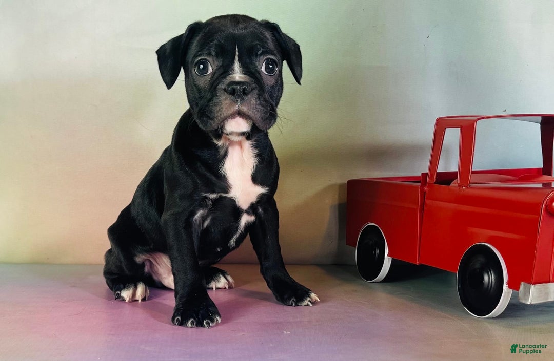 Frenchton dogs for sale: Colby Dna Clear - Image 6