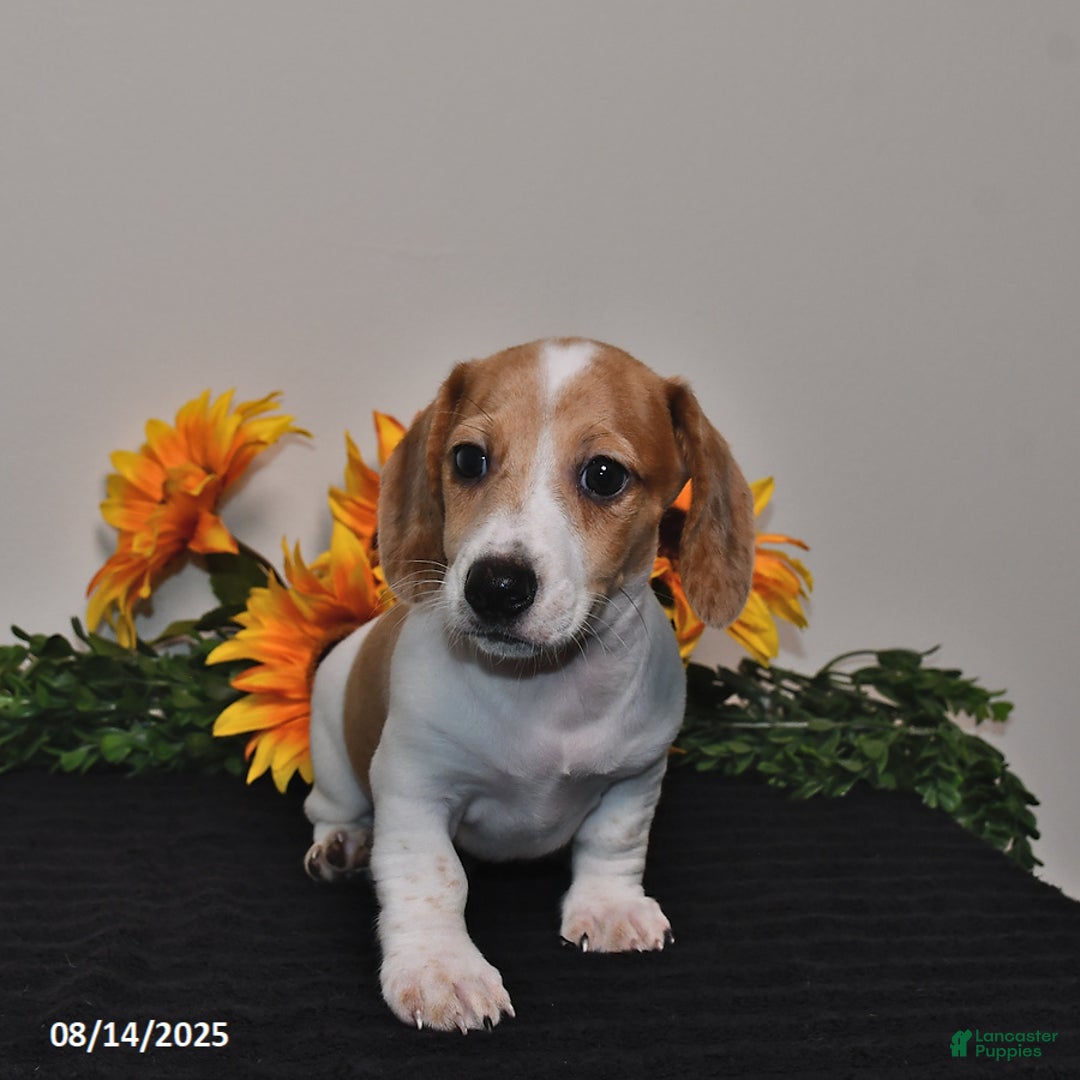 Miniature Dachshund dogs for sale: Wiggles - Image 3