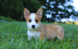 Welsh Corgi Pembroke dogs for sale: Loki - Image 4
