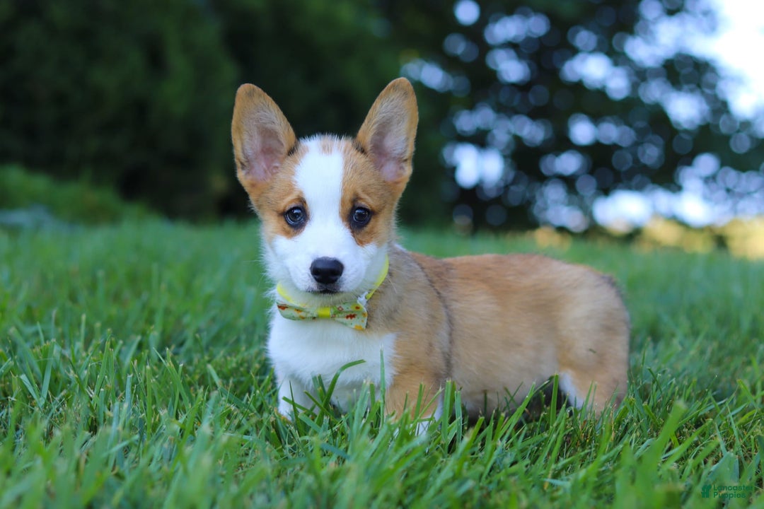 Welsh Corgi Pembroke dogs for sale: Loki - Image 4