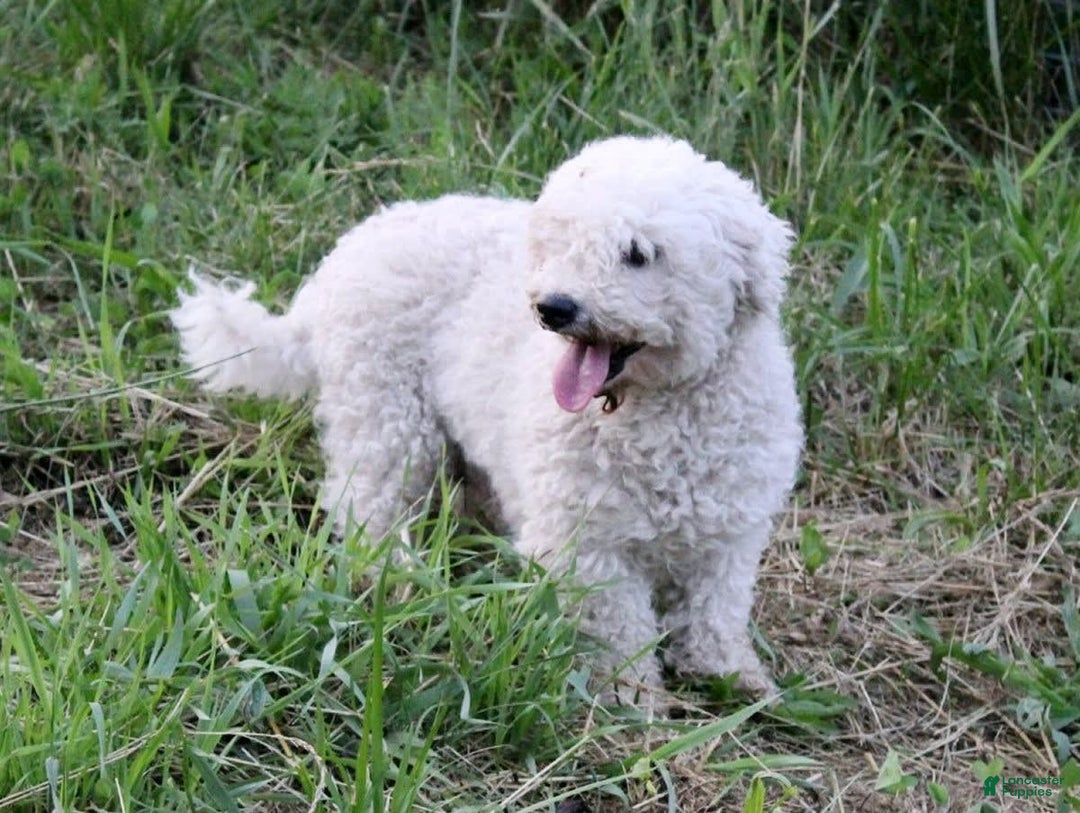 Bichpoo dogs for sale: Micky - Image 10