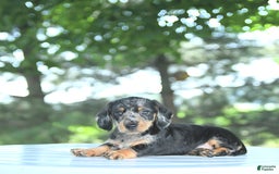 Miniature Dachshund dogs for sale: Fiona - Image 3
