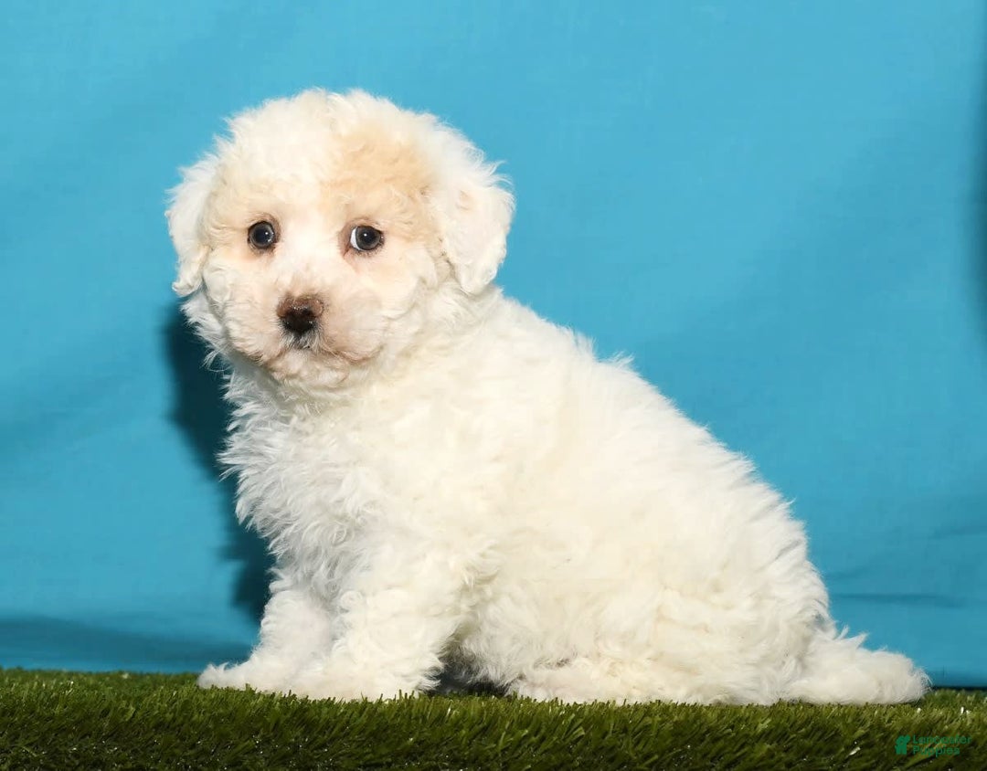 Bichpoo dogs for sale: Micky - Image 8
