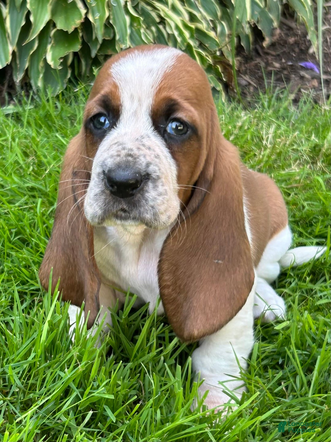 Basset Hound dogs for sale: Willow - Image 2