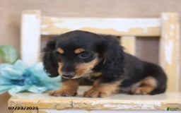 Miniature Dachshund dogs for sale: Kirt - Image 3