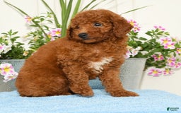 Miniature Poodle dogs for sale: Roscoe - Image 5