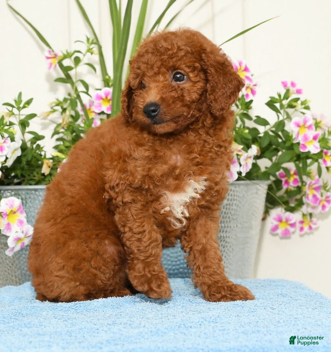 Miniature Poodle dogs for sale: Roscoe - Image 5