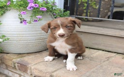 Border Collie dogs for sale: Jewels - Image 6
