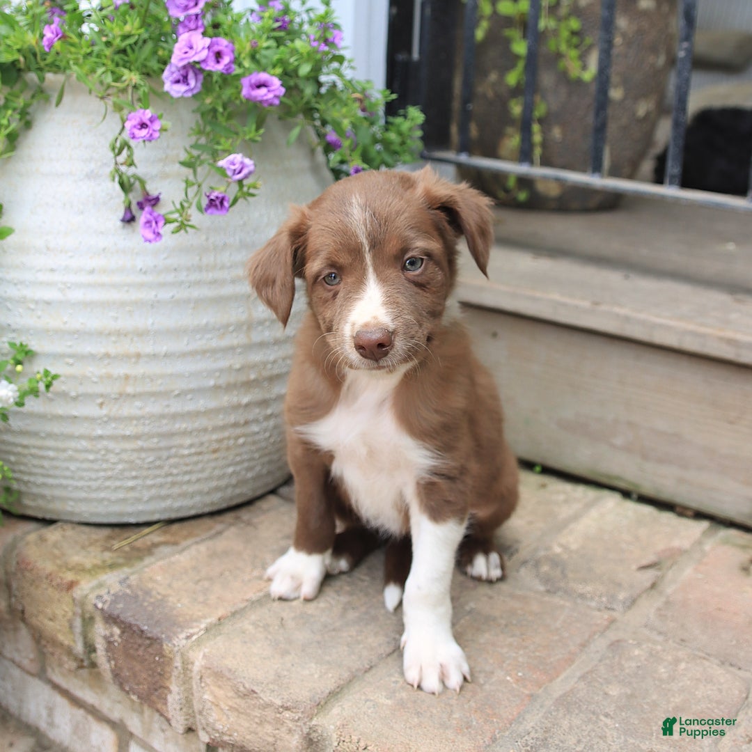 Border Collie dogs for sale: Jewels - Image 6
