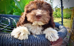 Havapoo dogs for sale: Hammie - Image 14