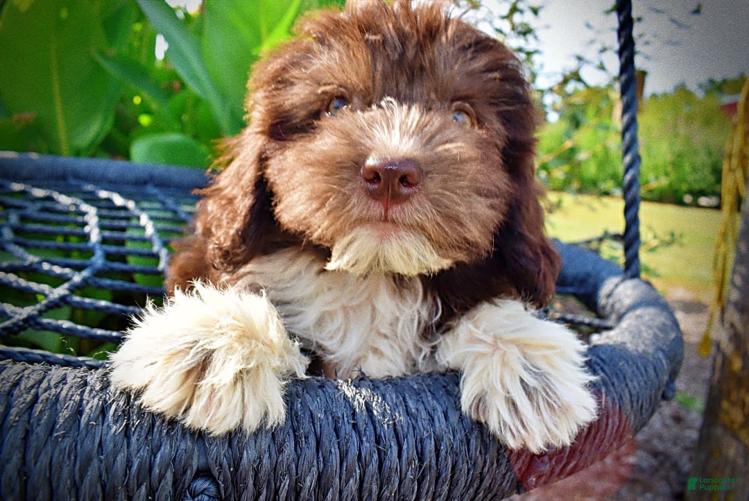 Havapoo dogs for sale: Hammie - Image 14