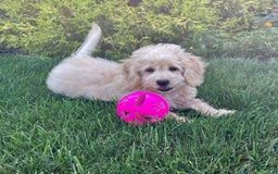 Doxiepoo dogs for sale: Darrin - Image 4