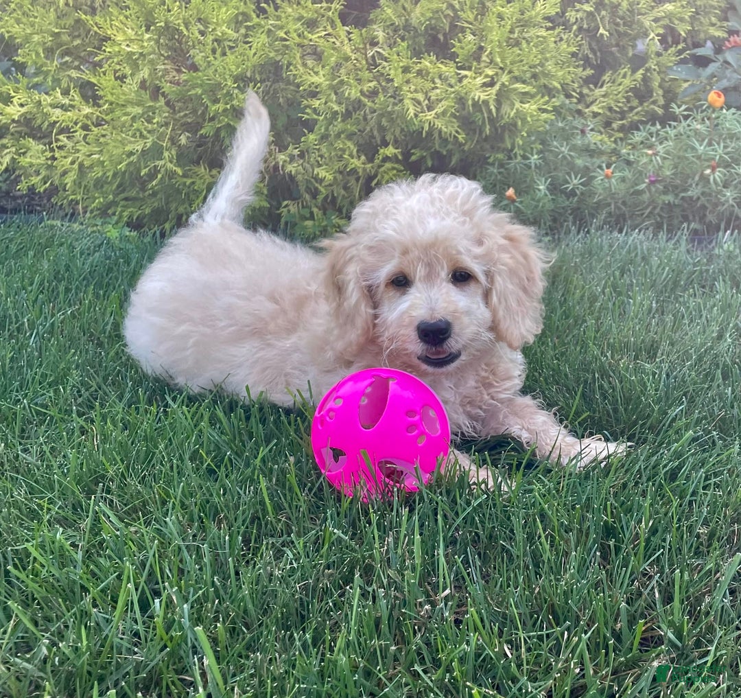 Doxiepoo dogs for sale: Darrin - Image 4