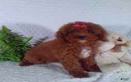 Cavapoo dogs for sale: Raven - Image 9