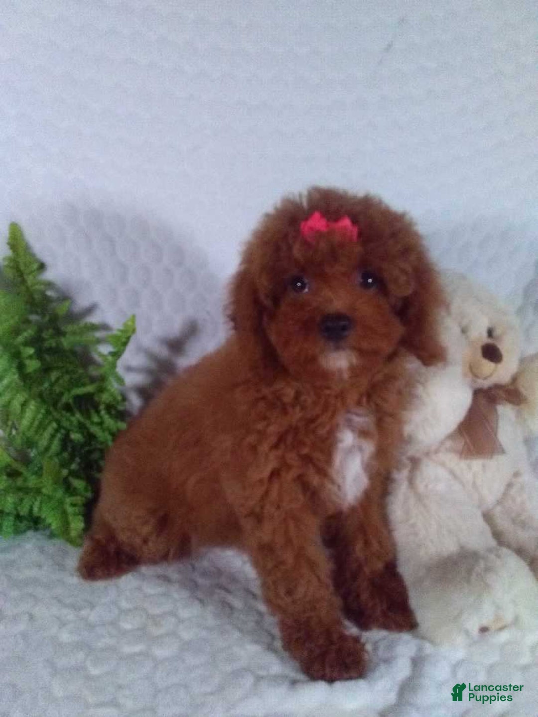 Cavapoo dogs for sale: Raven - Image 9