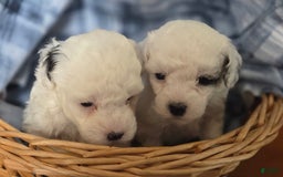 Toy Poodle dogs for sale: Paisley Number 1 Girl - Image 2