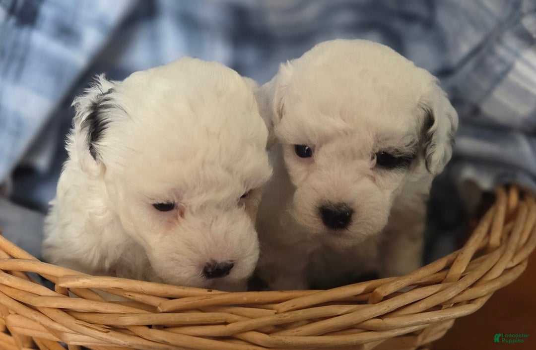 Toy Poodle dogs for sale: Paisley Number 1 Girl - Image 2