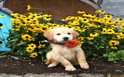 Golden Retriever dogs for sale: Fiji - Image 3