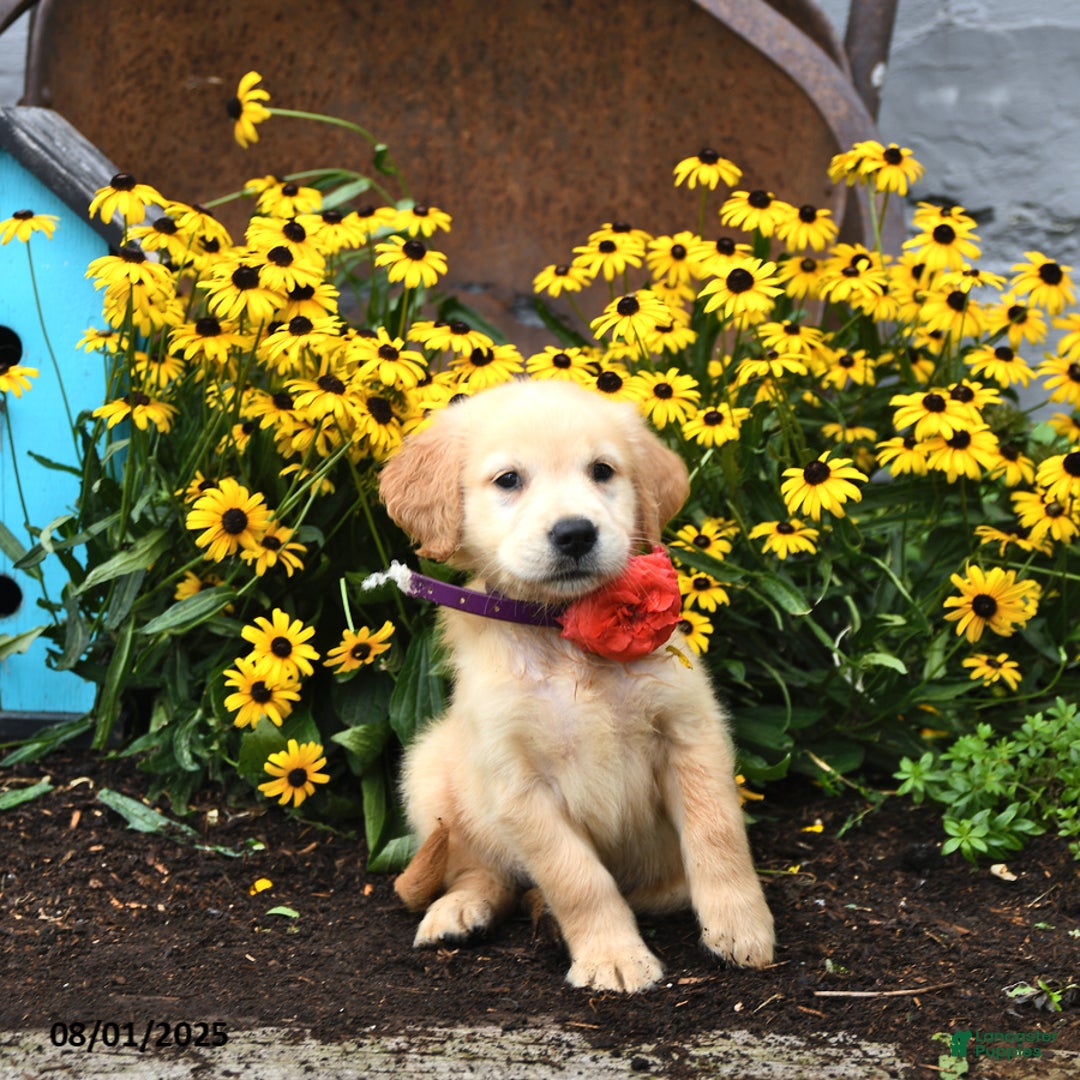 Golden Retriever dogs for sale: Fiji - Image 3