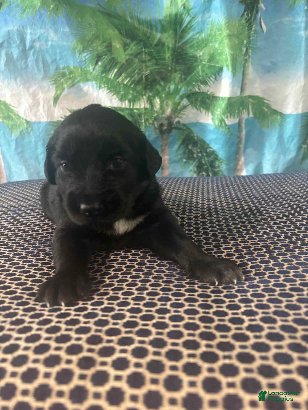 Labrador Retriever dogs for sale: Princess - Image 1