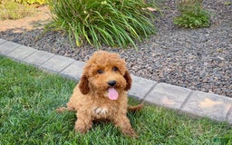 Cockapoo dogs for sale: Sam - Image 5