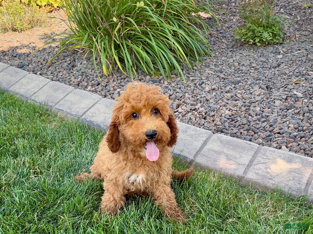 Cockapoo dogs for sale: Sam - Image 5