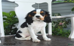 Cavalier King Charles Spaniel dogs for sale: Clapton - Image 3