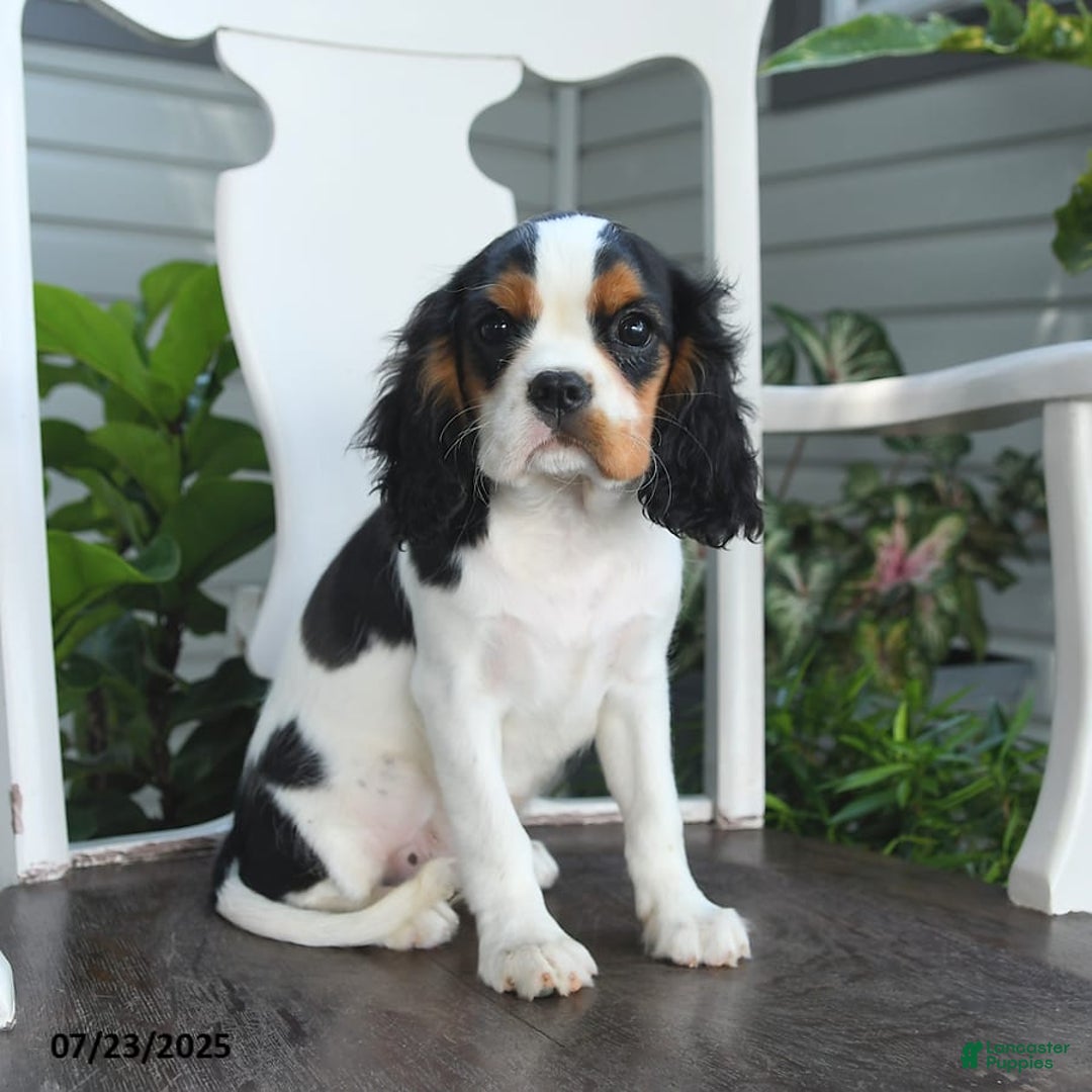 Cavalier King Charles Spaniel dogs for sale: Clapton - Image 3