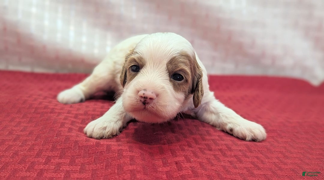 Cavapoo dogs for sale: Woody - Image 12