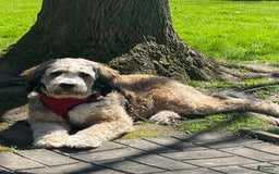 Bernedoodle dogs for sale: Meatball - Image 15