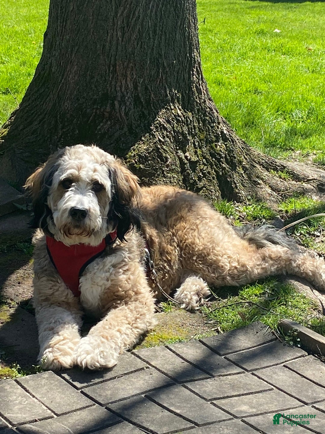 Bernedoodle dogs for sale: Meatball - Image 15