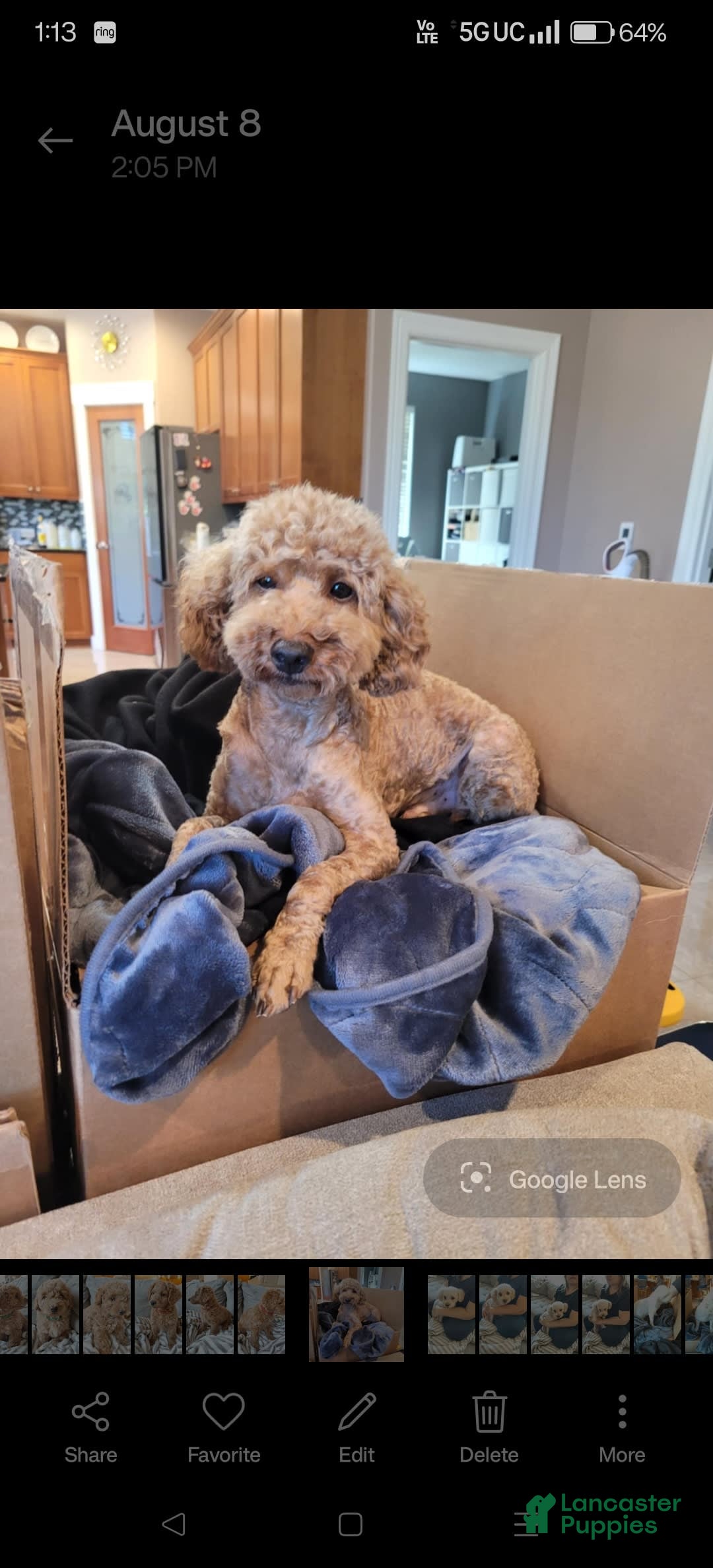 Miniature Poodle dogs for sale: Green - Image 8