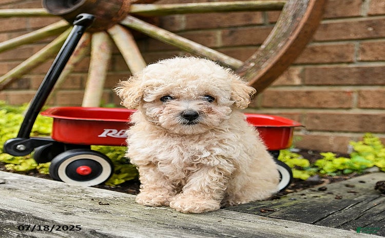Toy Poodle dogs for sale - Ad 5