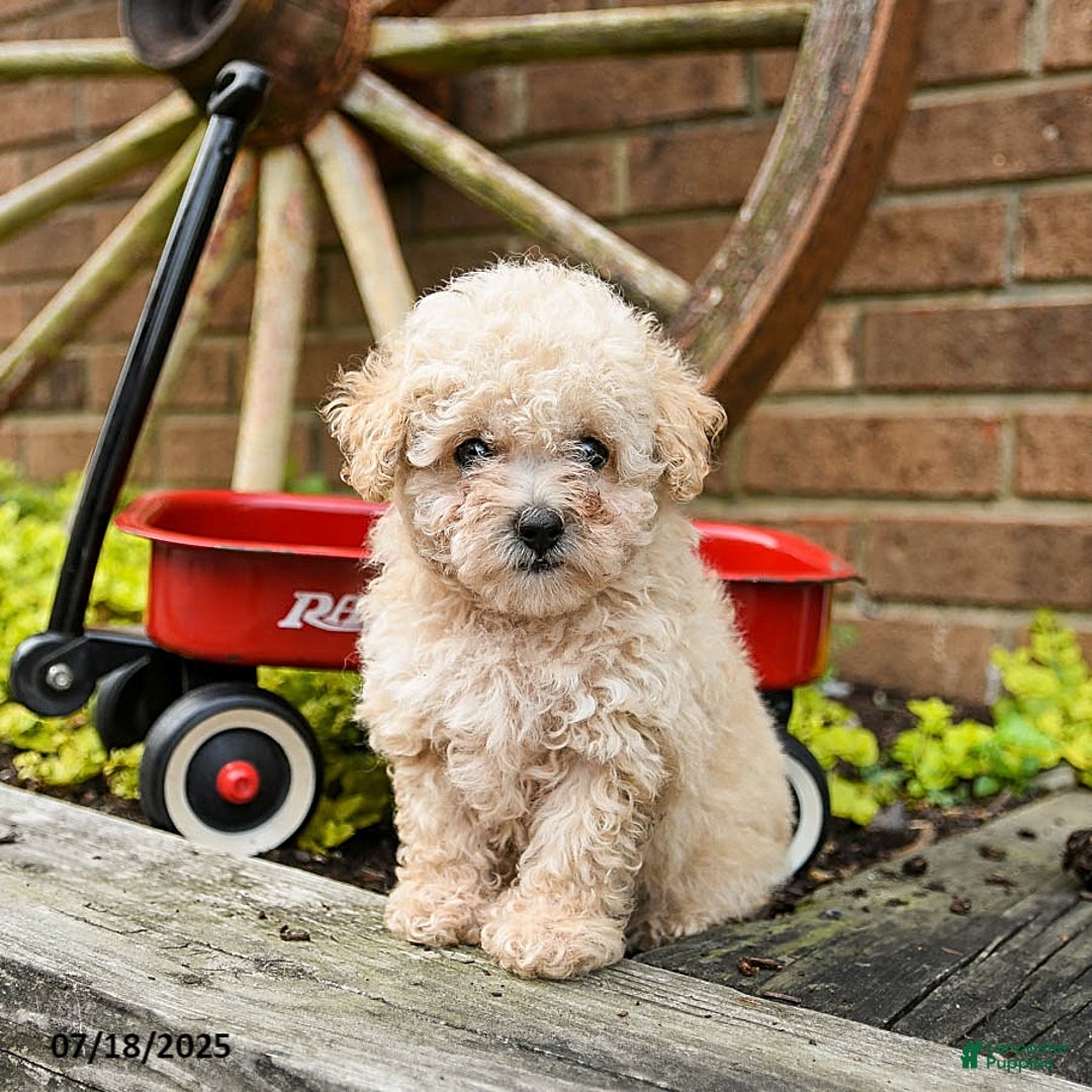 Toy Poodle dogs for sale: Debra - Image 1