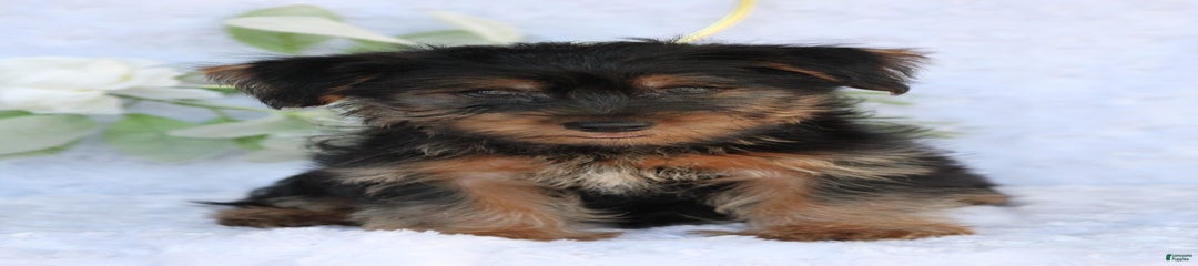 Duke