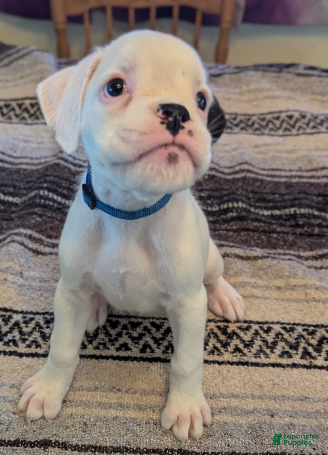 Boxer dogs for sale: Winter - Image 2