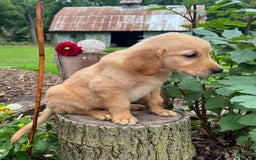 Golden Retriever dogs for sale: Scout - Image 5