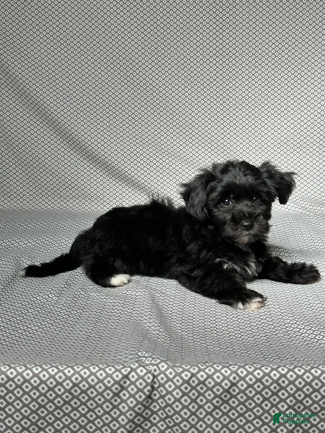 Yochon dogs for sale: Penny - Image 4