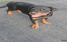 Rottweiler dogs for sale: Princess Stellaria-doneyuno - Image 4