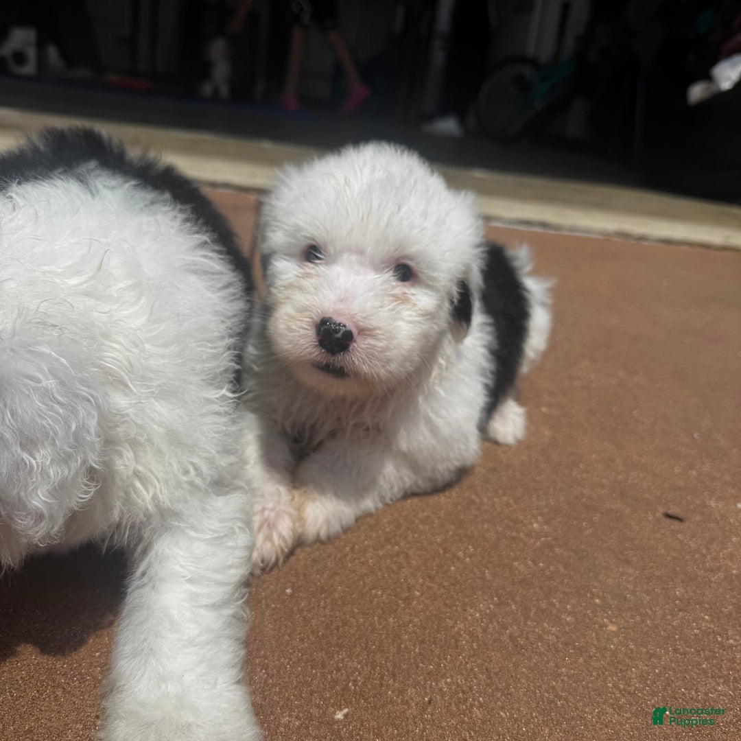 Old English Sheepdog dogs for sale: Iris - Image 8