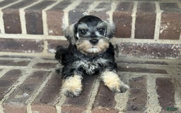 Miniature Schnauzer dogs for sale: Gypsy Male 1 - Image 8