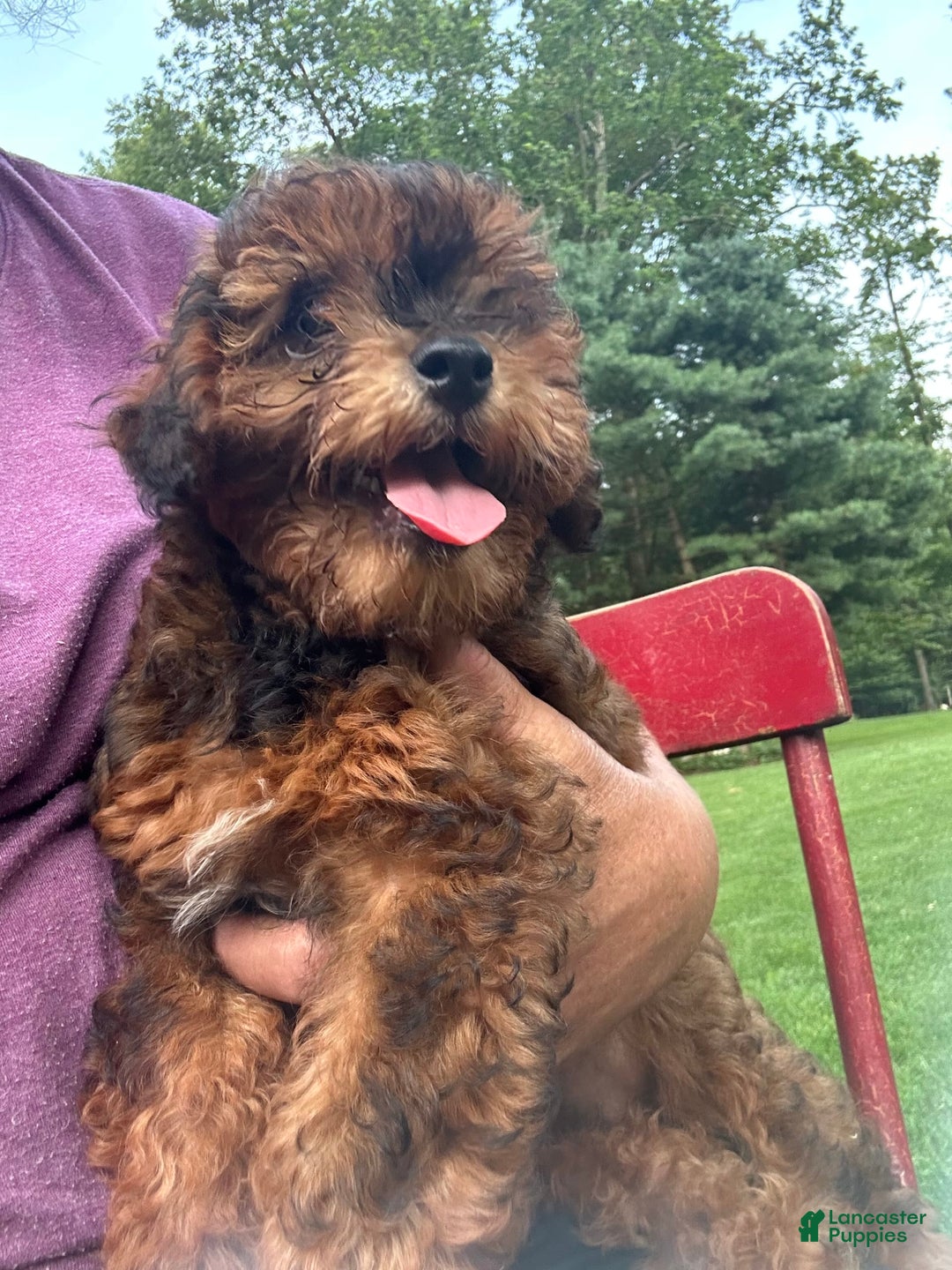 Cavapoo dogs for sale: Bailey - Image 11