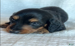 Miniature Dachshund dogs for sale: Chocolate - Image 4