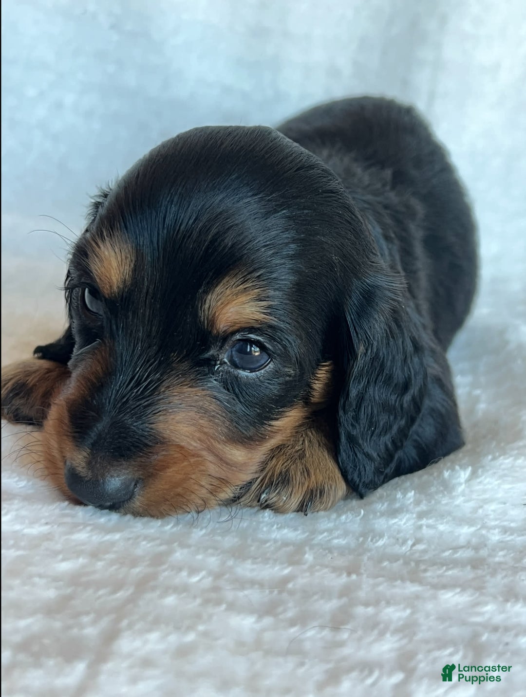 Miniature Dachshund dogs for sale: Chocolate - Image 4