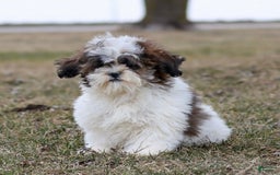Shihpoo dogs for sale: Anya - Image 21