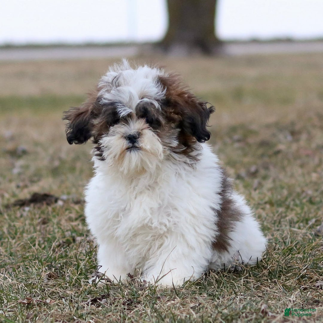 Shihpoo dogs for sale: Anya - Image 21