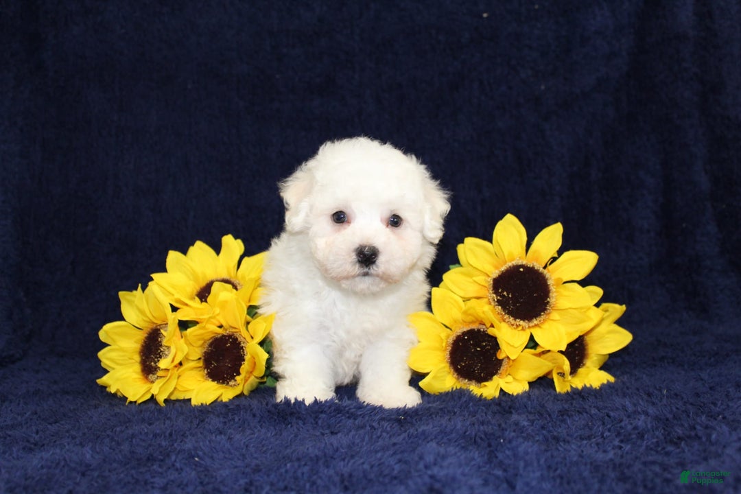 Bichon Frise dogs for sale: Uncle - Image 1