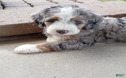 Mini Bernedoodle dogs for sale: Mia - Image 14