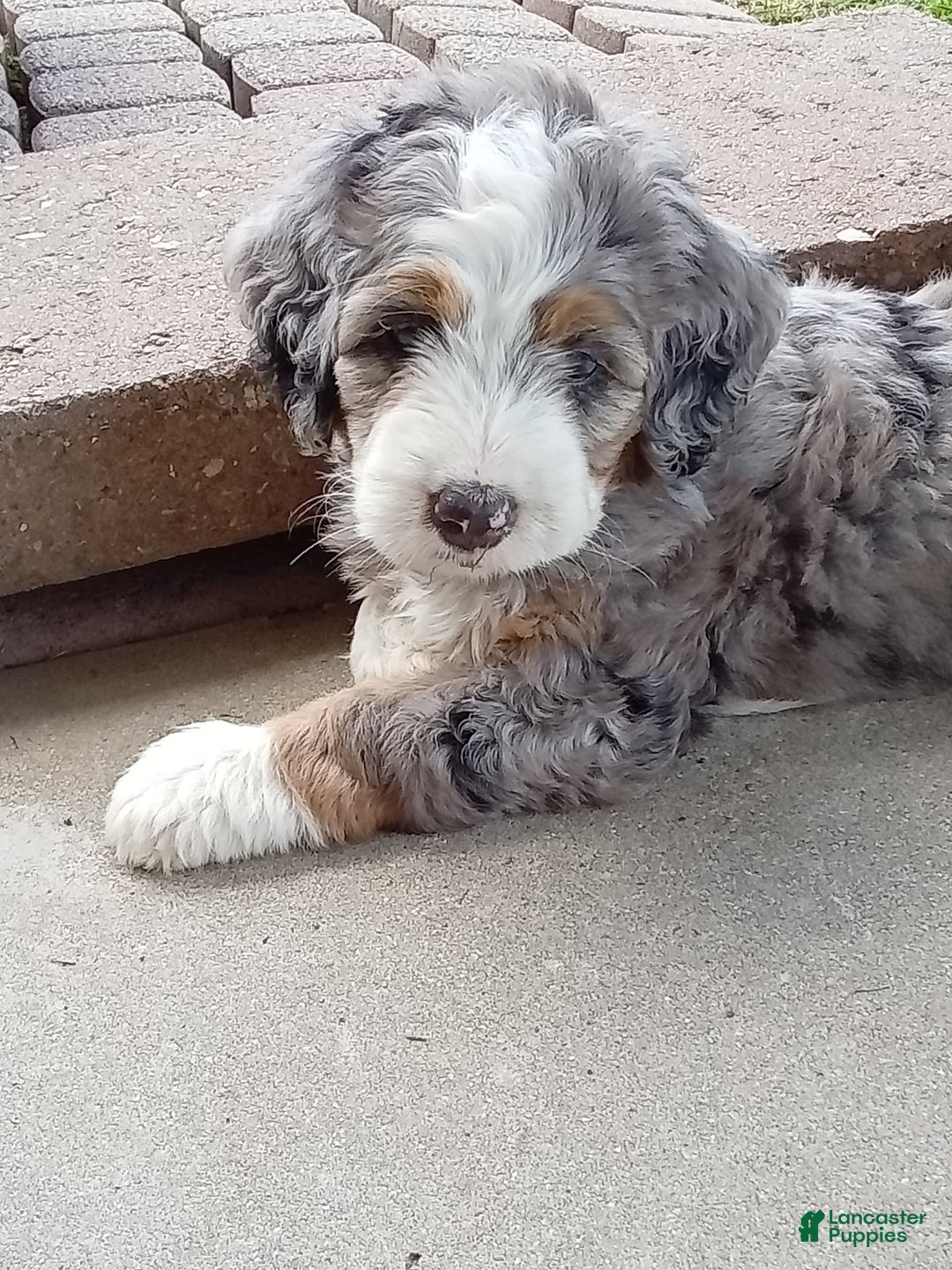 Mini Bernedoodle dogs for sale: Mia - Image 14